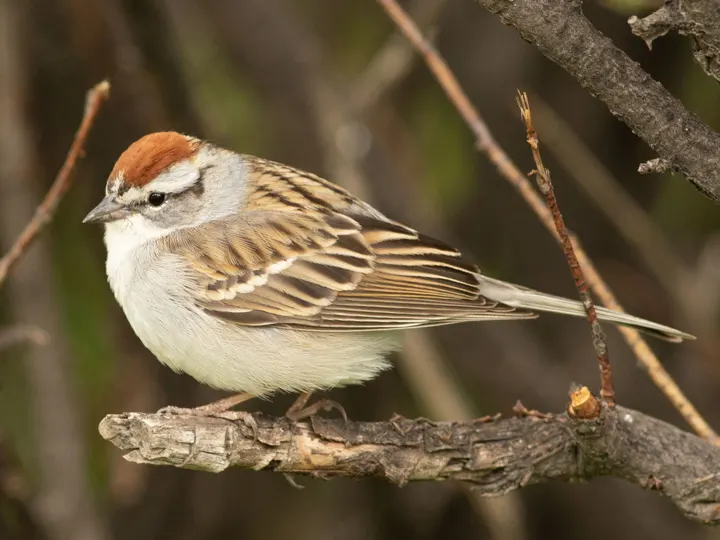 Chipping Sparrow, a brown feeder bird