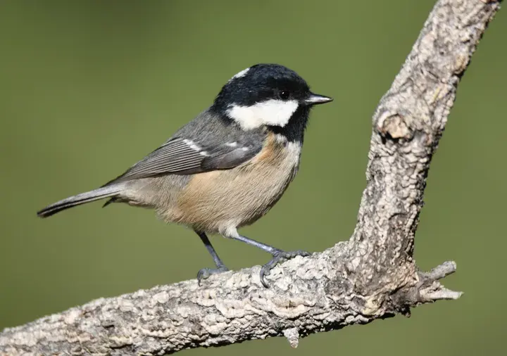 Coal Tit, a garden bird that visits feeders