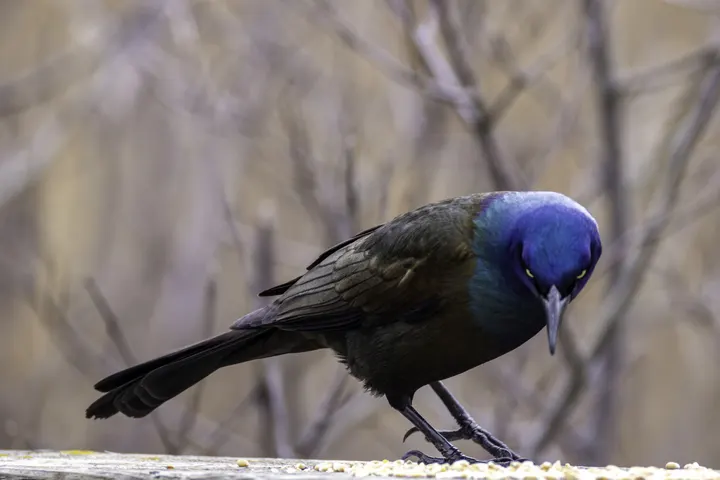 Common Grackle, a black feeder bird