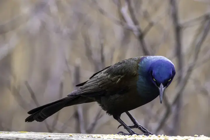 Common Grackle, a backyard bird that visits feeders