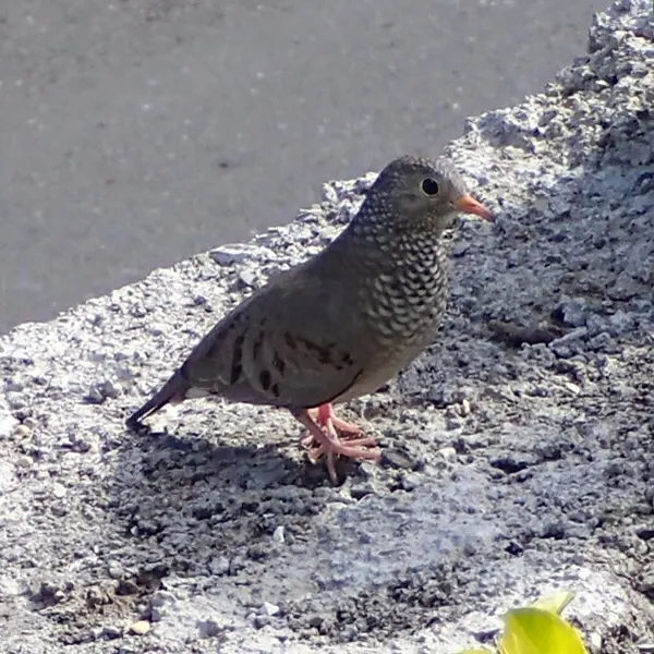 Common Ground Dove, a brown feeder bird