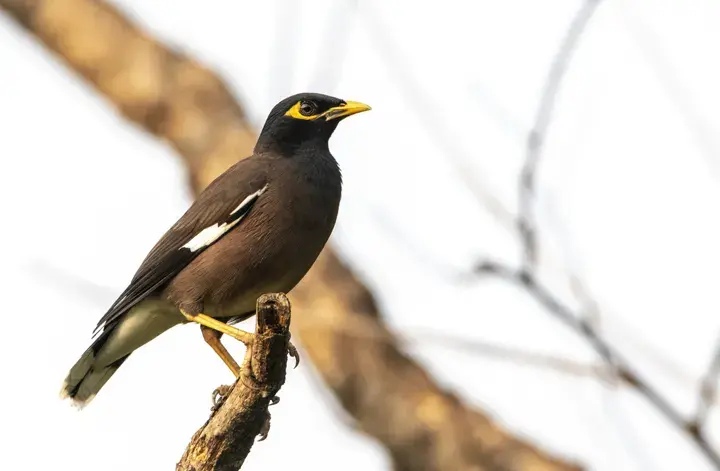 Common Myna, a backyard bird that visits feeders