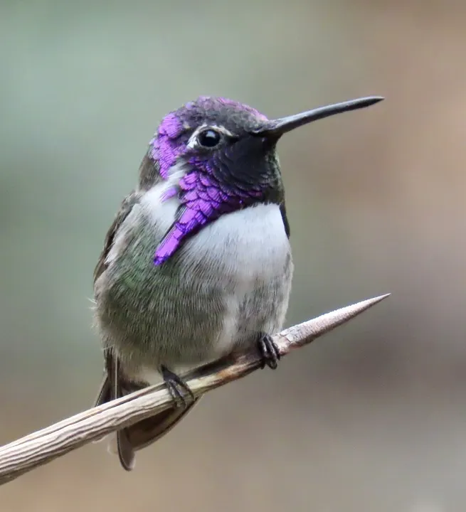 Costa's Hummingbird, a green feeder bird