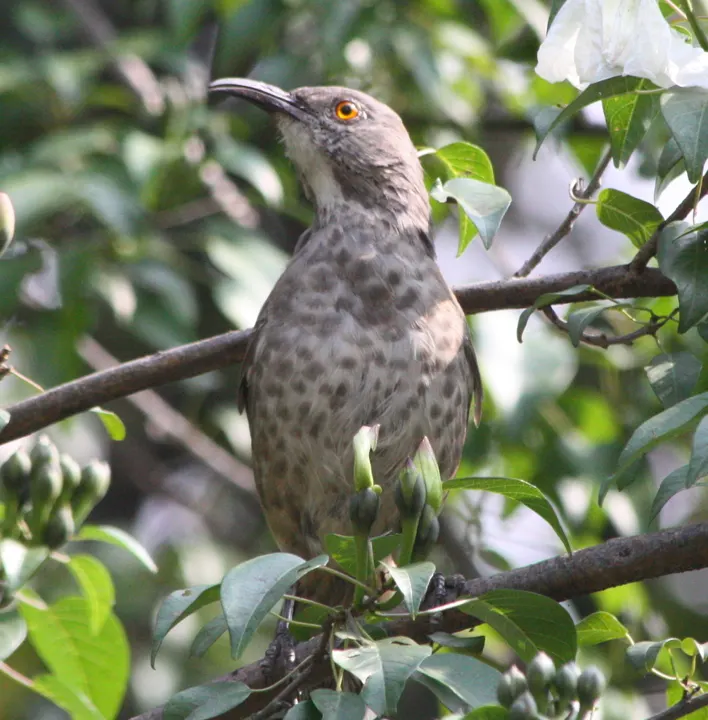 Curve-billed Thrasher, a gray feeder bird