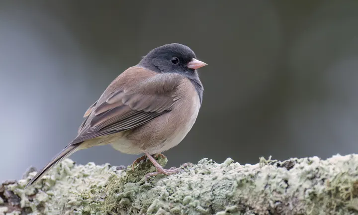 Dark-eyed Junco, a gray feeder bird