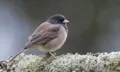 Dark-eyed Junco, one of the birds this feeder camera suits