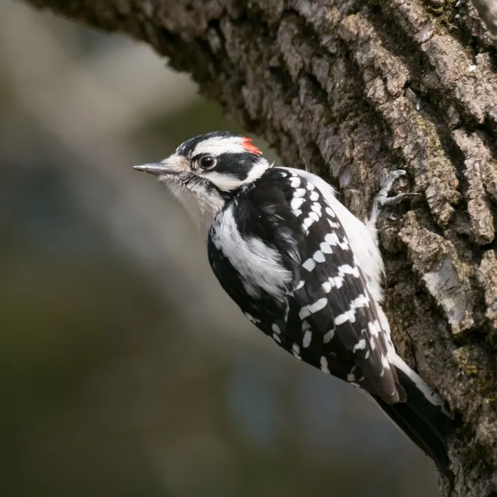 Downy Woodpecker, a black feeder bird