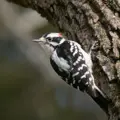 Downy Woodpecker, one of the birds this feeder camera suits