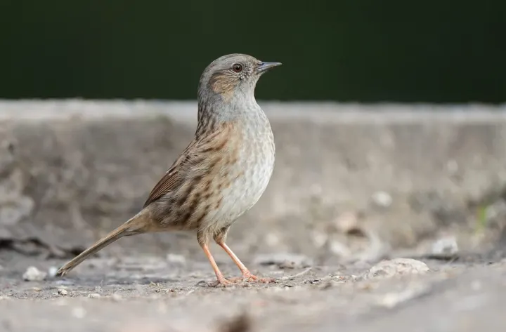Dunnock, a brown feeder bird