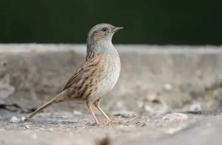 Dunnock, a garden bird that visits feeders