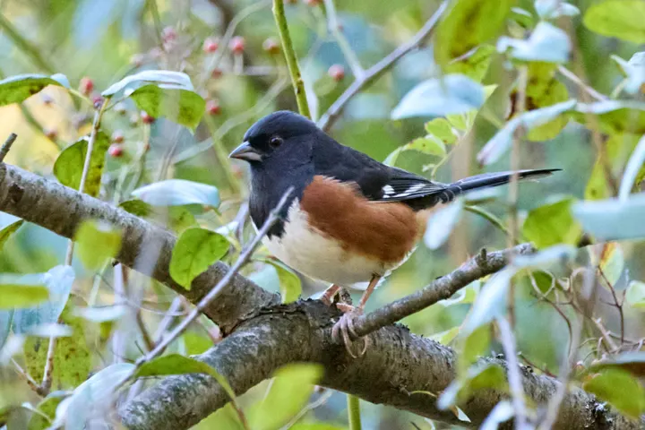 Eastern Towhee, a black feeder bird