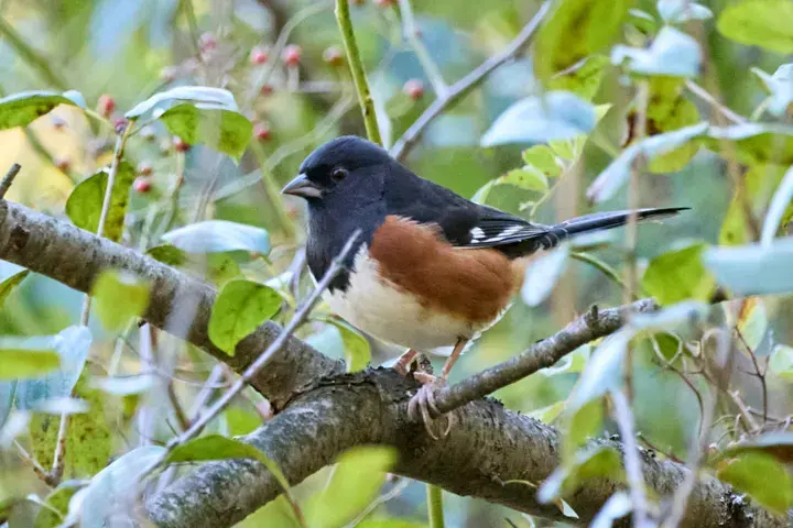 Eastern Towhee, a backyard bird that visits feeders