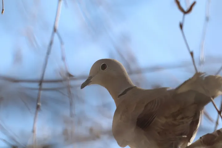 Eurasian Collared-Dove, a gray feeder bird