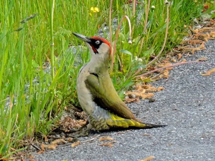 Green Woodpecker, a green feeder bird