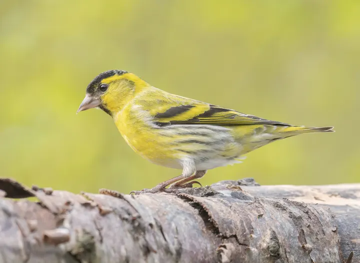 Siskin, a yellow feeder bird