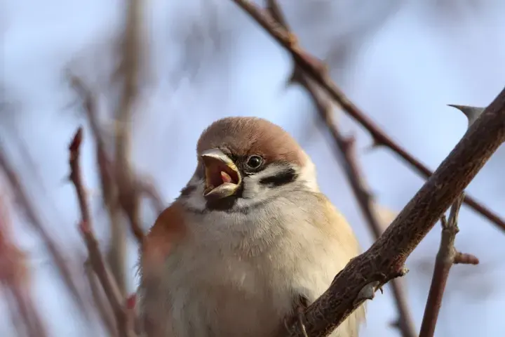 Tree Sparrow, a garden bird that visits feeders