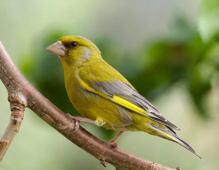Greenfinch, a green feeder bird
