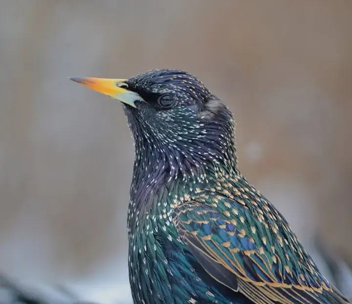 European Starling, a backyard bird that visits feeders