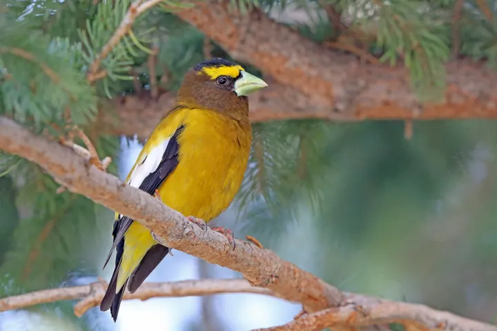 Evening Grosbeak, a yellow feeder bird