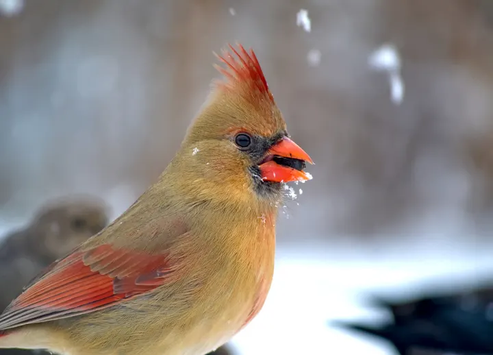 Female northern cardinal