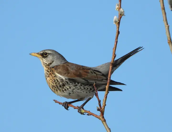 Fieldfare, a garden bird that visits feeders