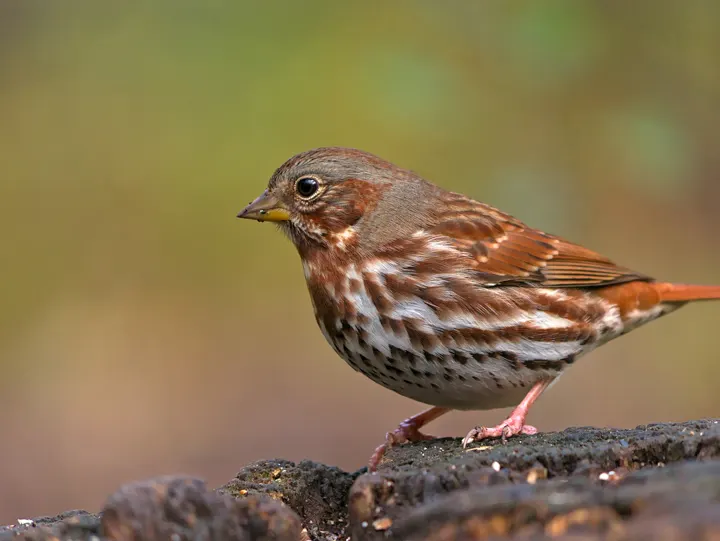 Fox Sparrow, a brown feeder bird