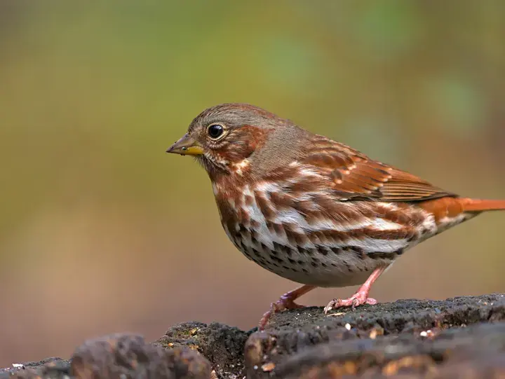 Fox Sparrow, a backyard bird that visits feeders
