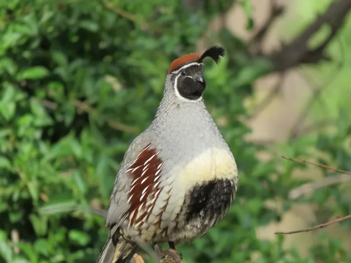 Gambel's Quail, a gray feeder bird