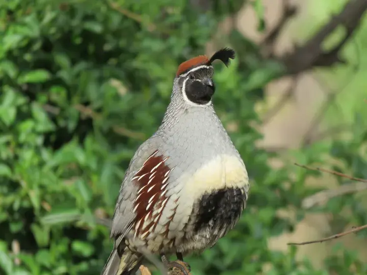 Gambel's Quail, a backyard bird that visits feeders