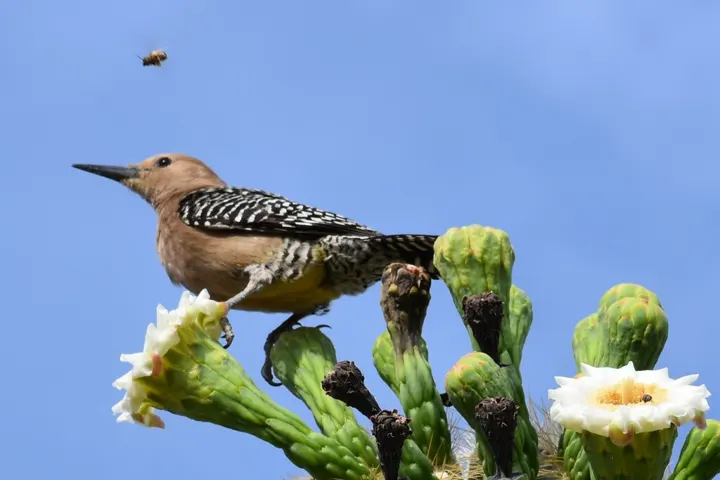 Gila Woodpecker, a brown feeder bird