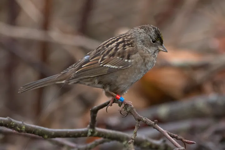 Golden-crowned Sparrow, a brown feeder bird