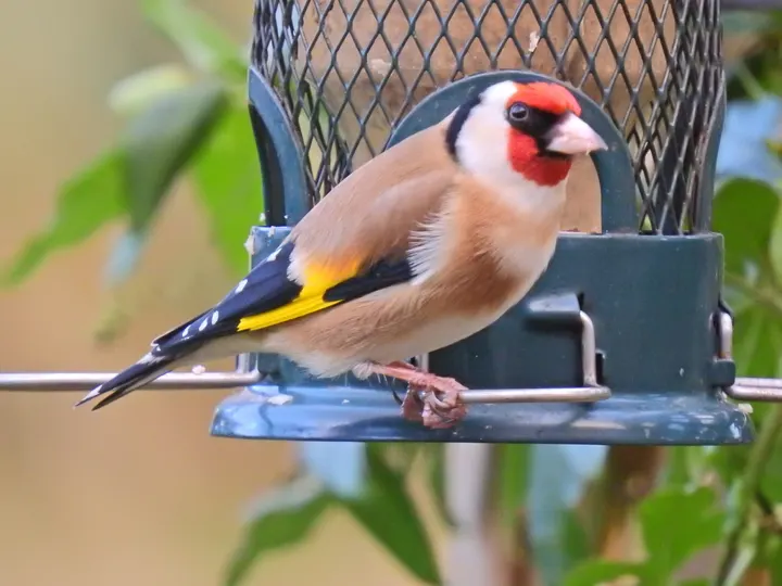 Goldfinch, a red feeder bird
