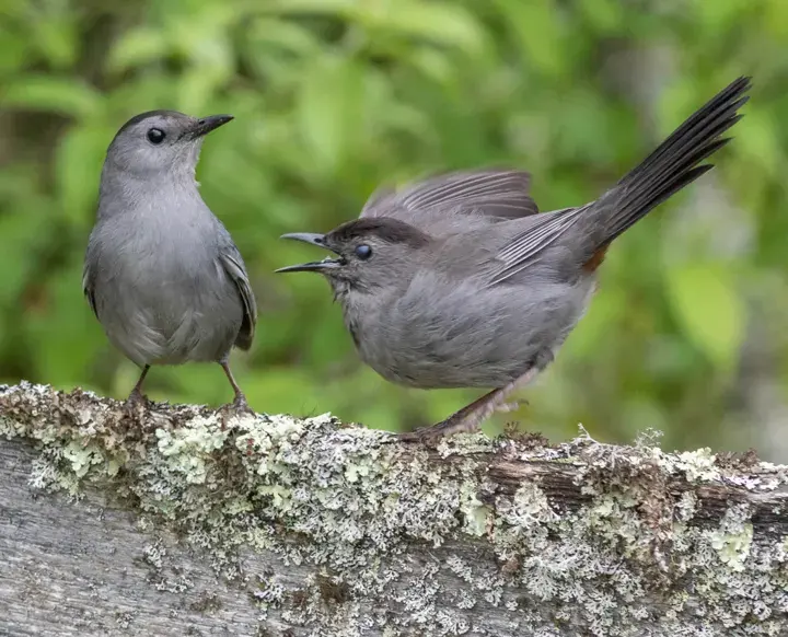 Gray Catbird, a backyard bird that visits feeders