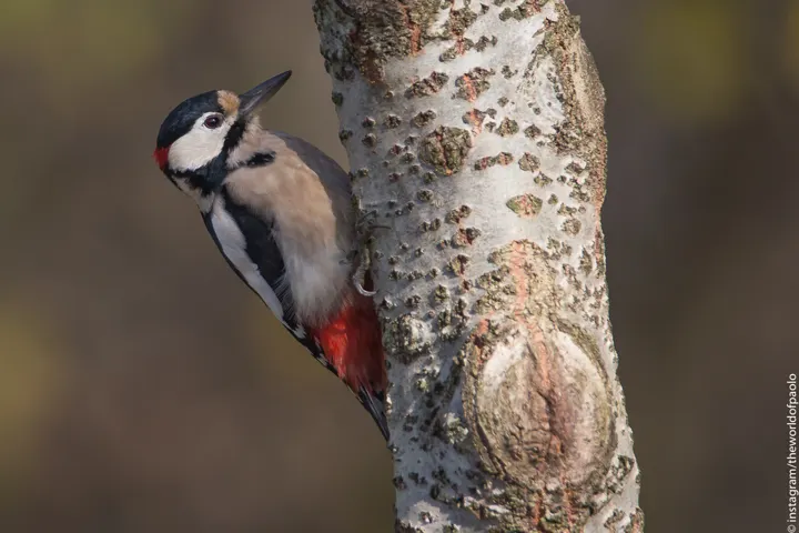 Great Spotted Woodpecker, a black feeder bird