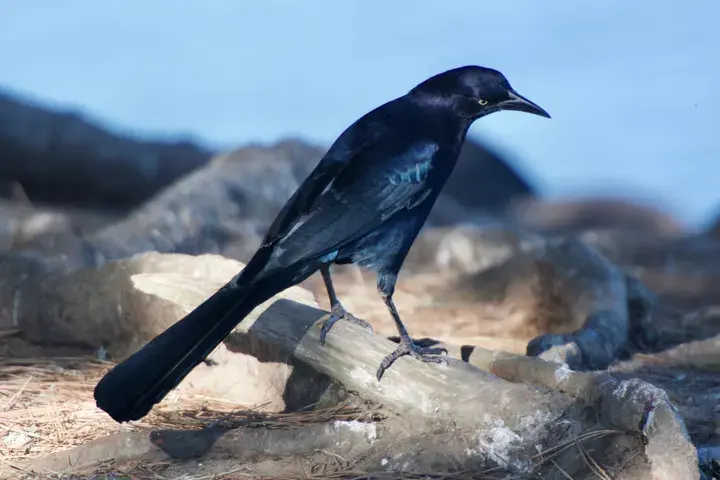 Great-tailed Grackle, a backyard bird that visits feeders