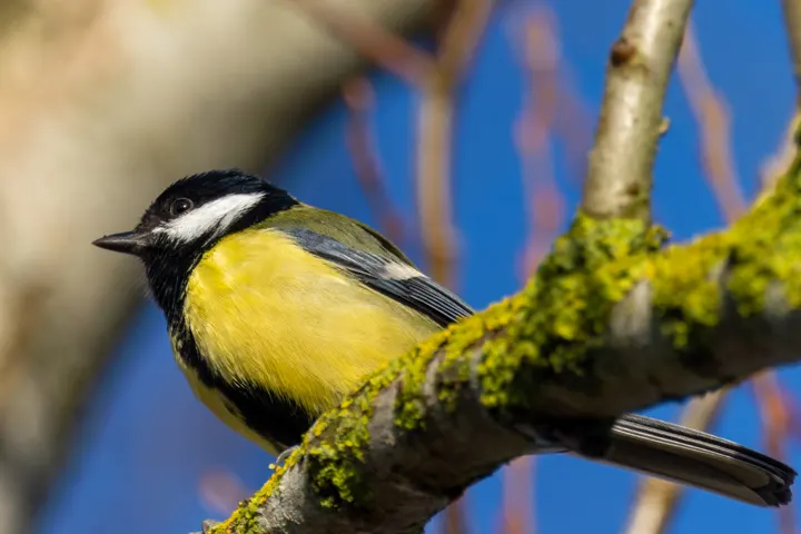 Great Tit, a black feeder bird