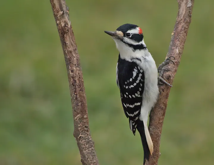 Hairy Woodpecker, a black feeder bird