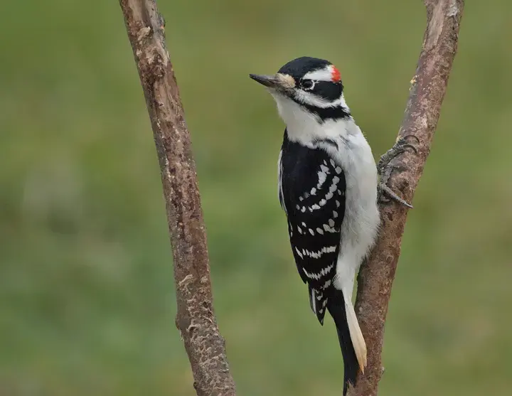 Hairy Woodpecker, a backyard bird that visits feeders