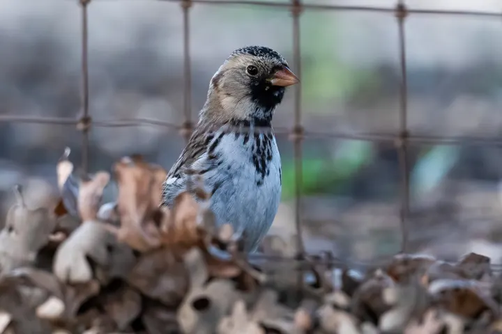 Harris's Sparrow, a brown feeder bird