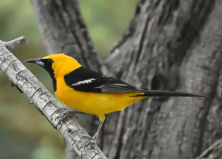 Hooded Oriole, a orange feeder bird