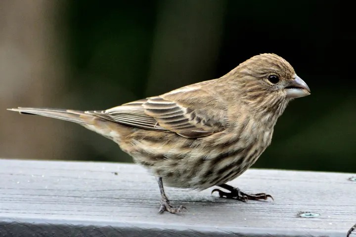 House Finch, a red feeder bird