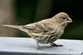 House Finch, one of the birds this feeder camera suits