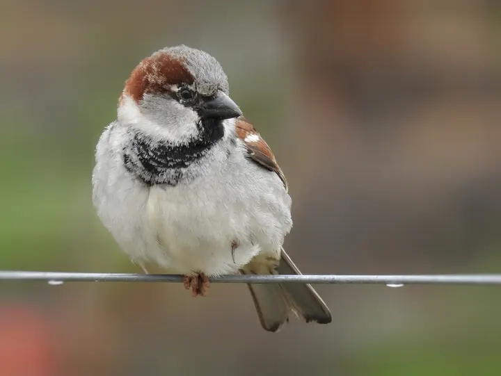 House Sparrow, a brown feeder bird