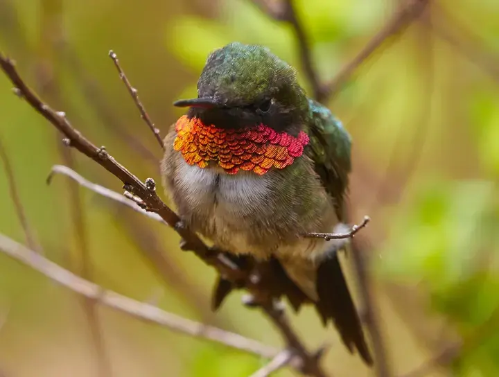 Ruby-throated hummingbird – the hummingbird whose spring migration the map follows in the East