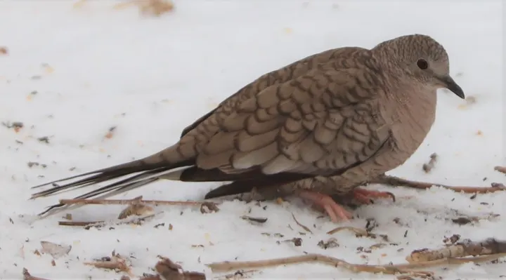 Inca Dove, a brown feeder bird
