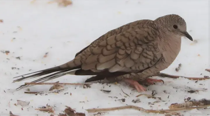 Inca Dove, a backyard bird that visits feeders