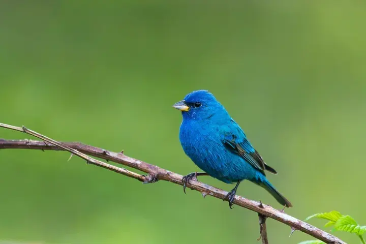 Indigo Bunting, a backyard bird that visits feeders