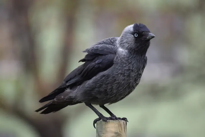 Jackdaw, a black feeder bird