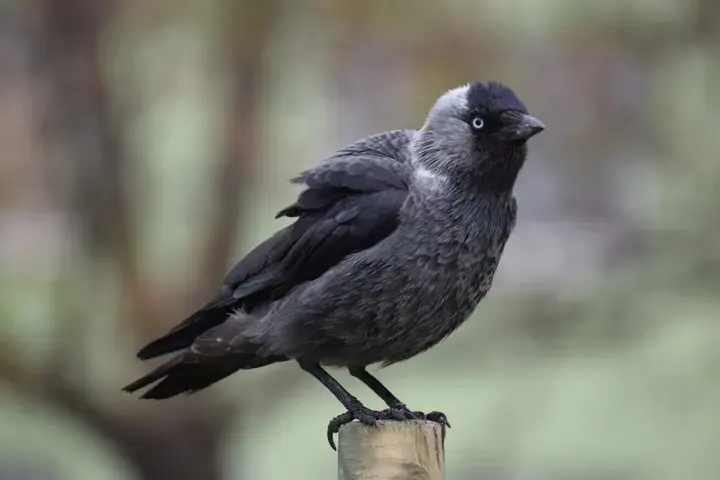 Jackdaw, a garden bird that visits feeders