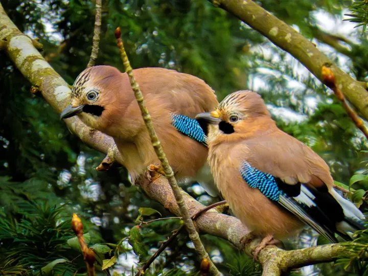 Jay, a pink feeder bird